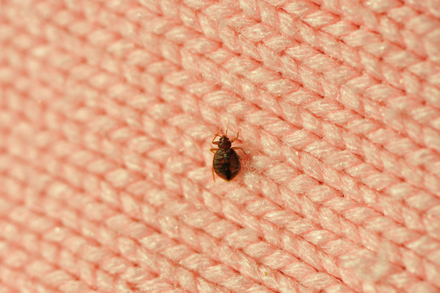 Bed-Bug-Treatment - Highland Best Pest Pros | Highland, CA | 626-323-8299