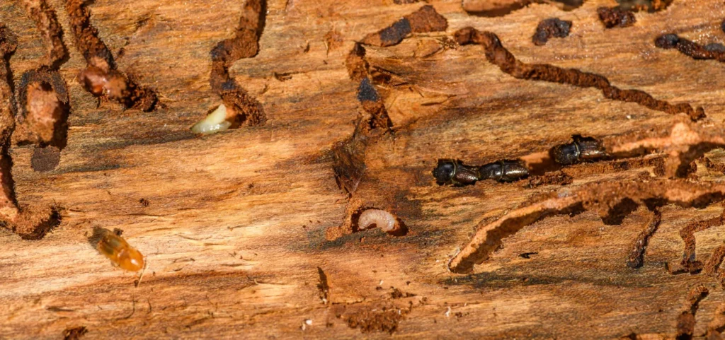 Is Your Home at Risk for Termite Damage - Highland Best Pest Pros | Highland, CA | 626-323-8299