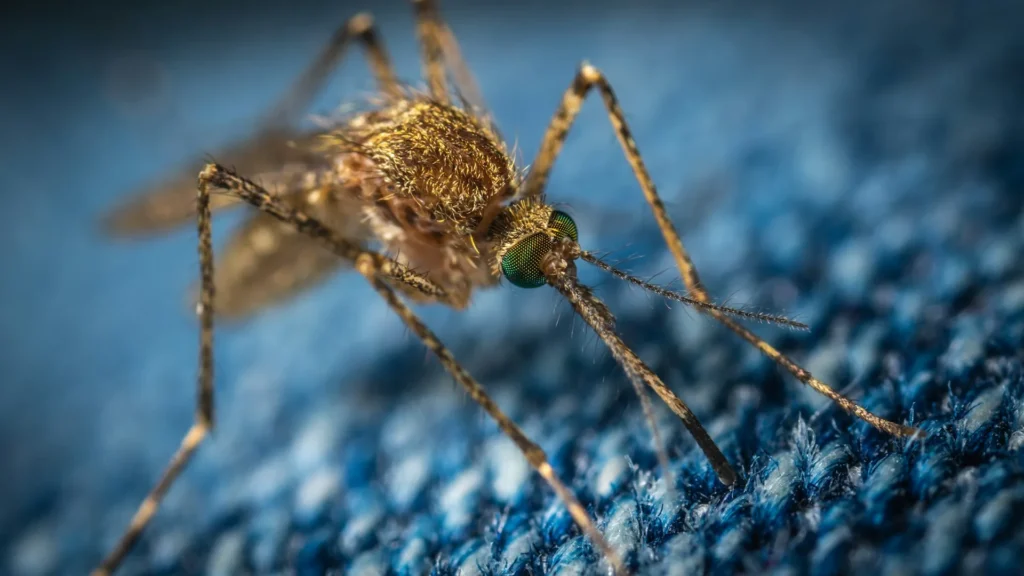 Mosquito Control - Highland Best Pest Pros | Highland, CA | 626-323-8299