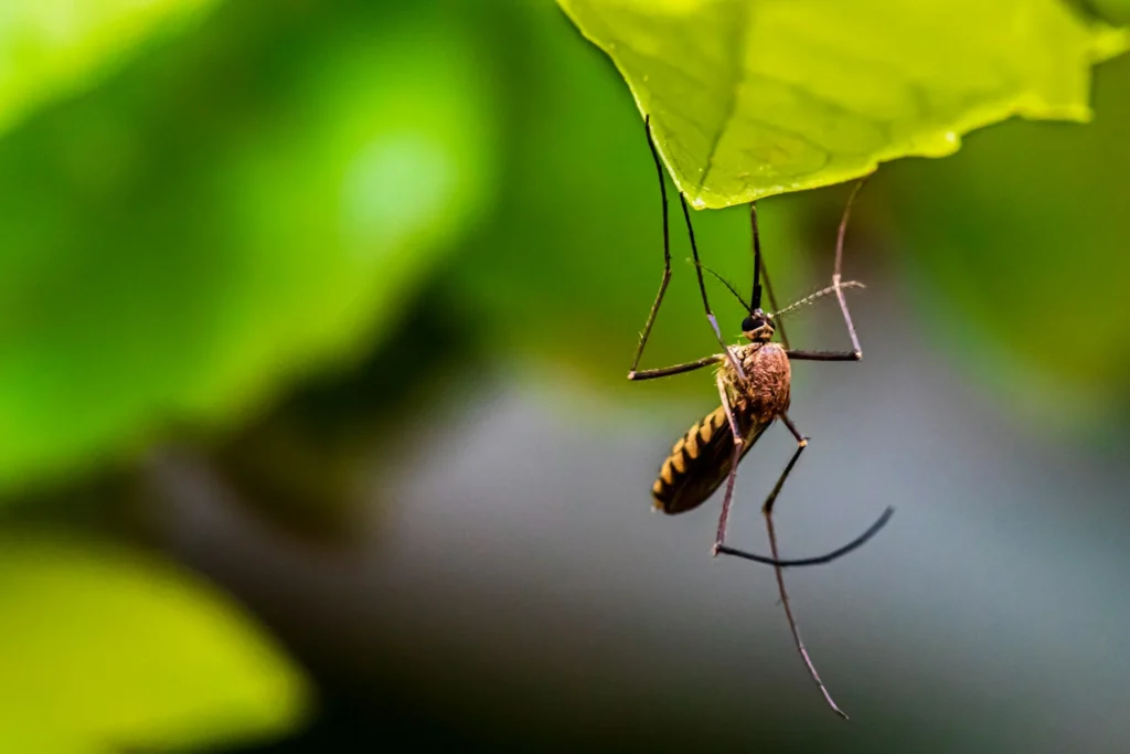 Mosquito-Control-for-Every-Outdoor-Space - Highland Best Pest Pros | Highland, CA | 626-323-8299