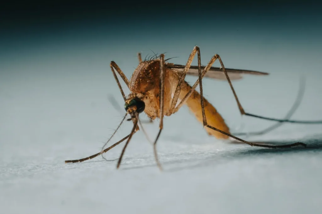 Protect Your Family from Mosquito-Borne-Diseases - Highland Best Pest Pros | Highland, CA | 626-323-8299
