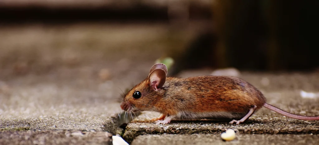 Residential-Commercial-Rodent-Solutions - Highland Best Pest Pros | Highland, CA | 626-323-8299