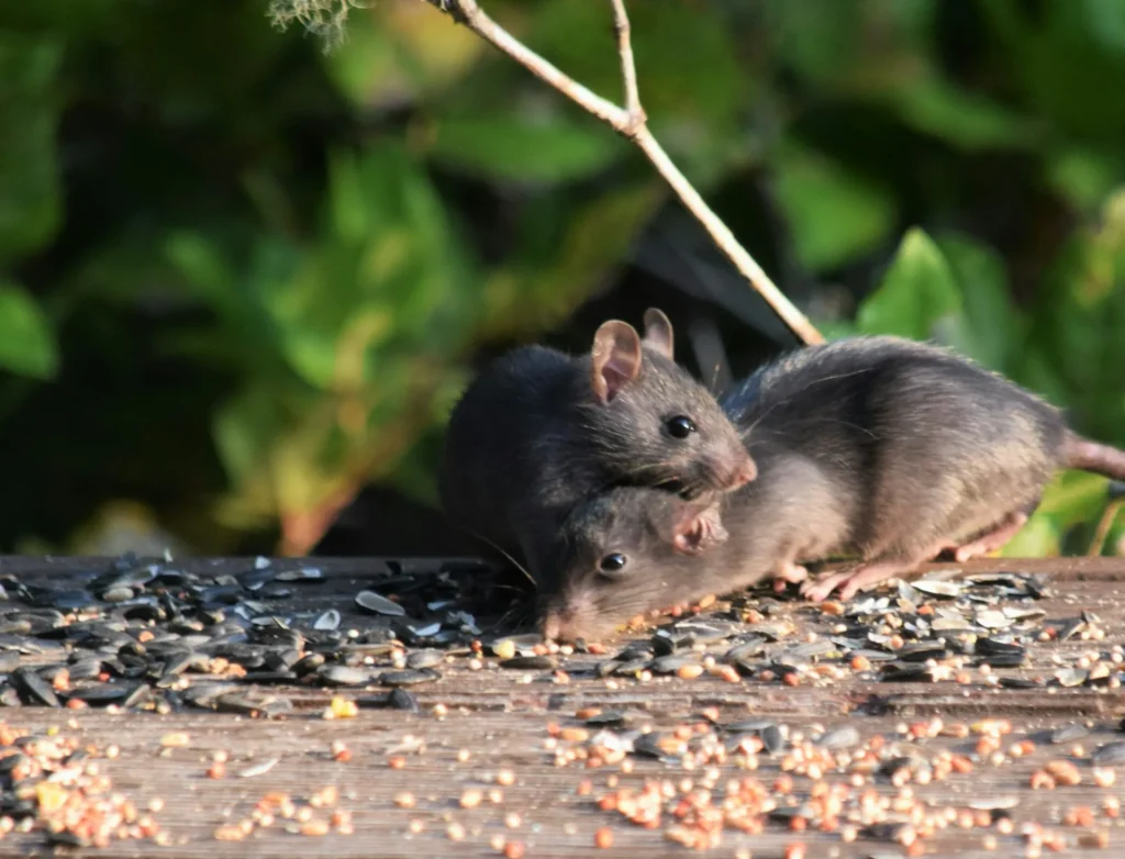 Rodent-Removal - Highland Best Pest Pros | Highland, CA | 626-323-8299