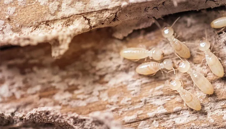 Signs You May Have a Termite Infestation - Highland Best Pest Pros | Highland, CA | 626-323-8299