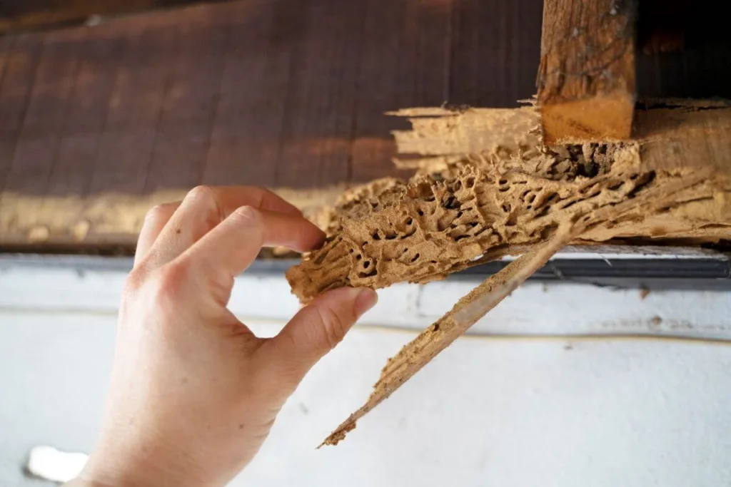 Termite Control - Highland Best Pest Pros | Highland, CA | 626-323-8299