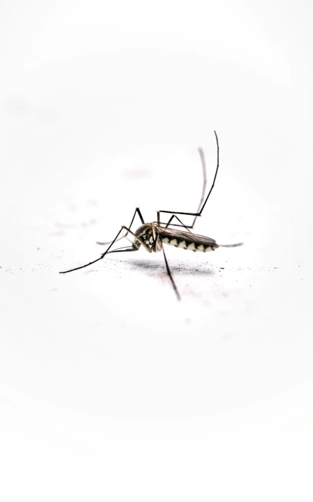 Tired of Mosquitoes Ruining Your Evenings - Highland Best Pest Pros | Highland, CA | 626-323-8299