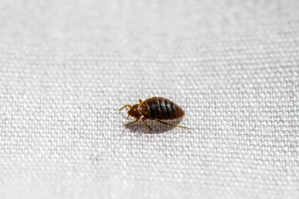 Why Bed Bug Heat Treatments Work Best - Highland Best Pest Pros | Highland, CA | 626-323-8299