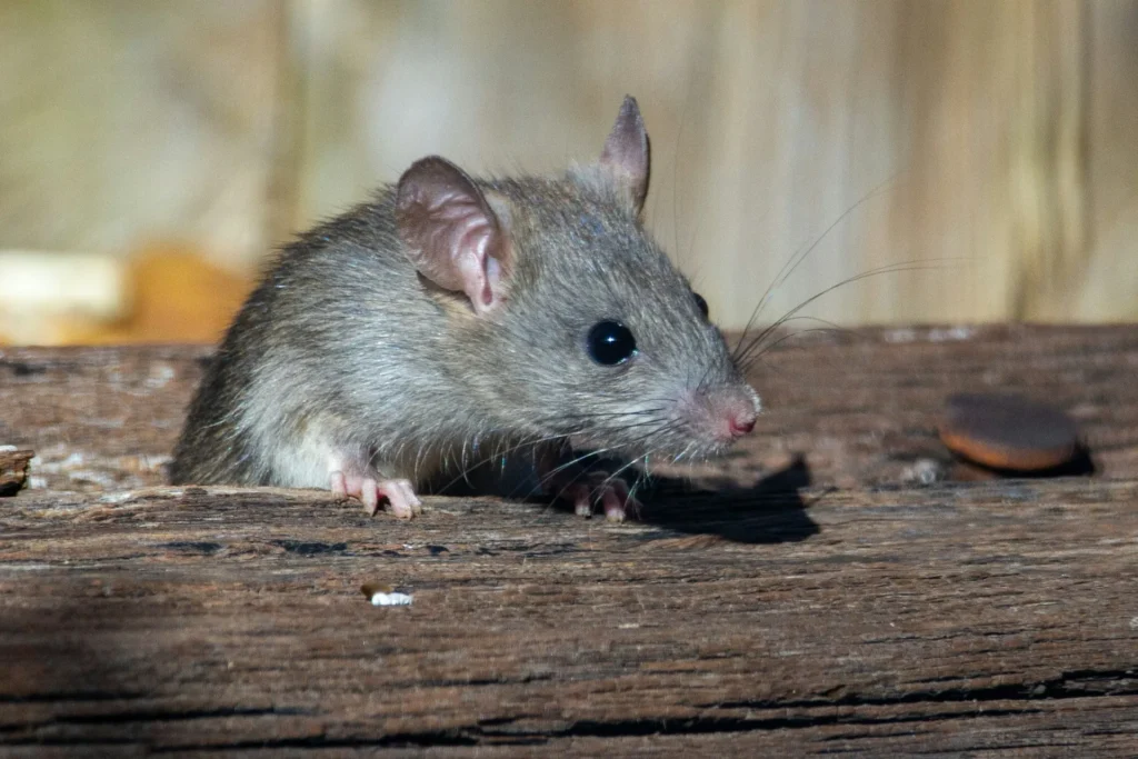 Why-Choose-Our-Rodent-Exterminators - Highland Best Pest Pros | Highland, CA | 626-323-8299